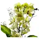 Orquidea Florero S Cymbidium