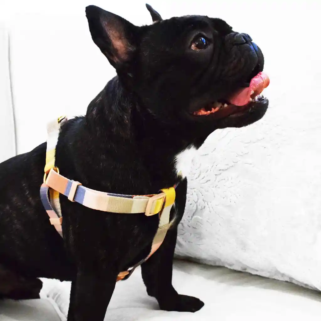 Arnés Herrajes De Lujo Para Perro Pechera- Barras De Colores
