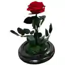 Rosa Inmortalizada Roja