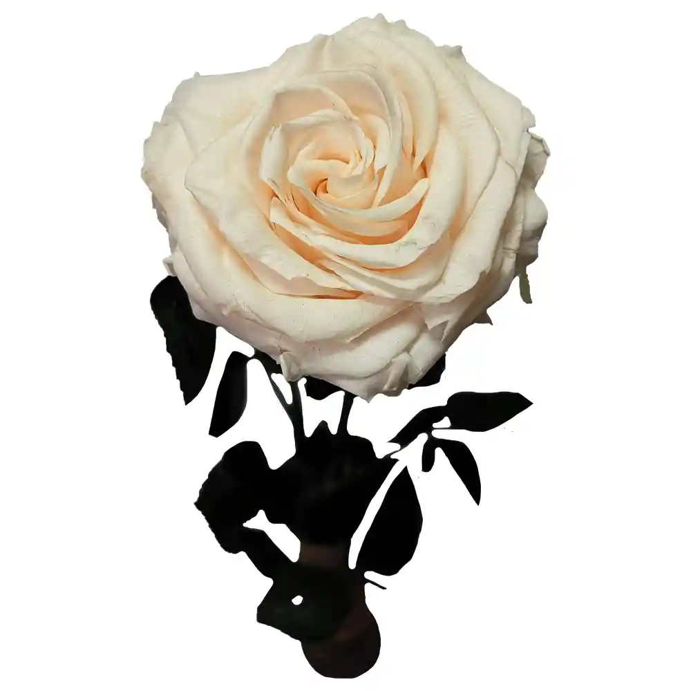 Rosa Inmortalizada Blanca