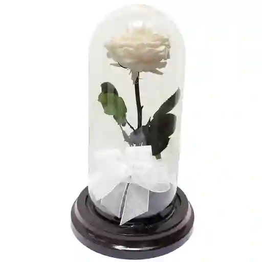 Rosa Inmortalizada Blanca