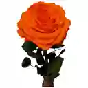 Rosa Inmortalizada Salmón