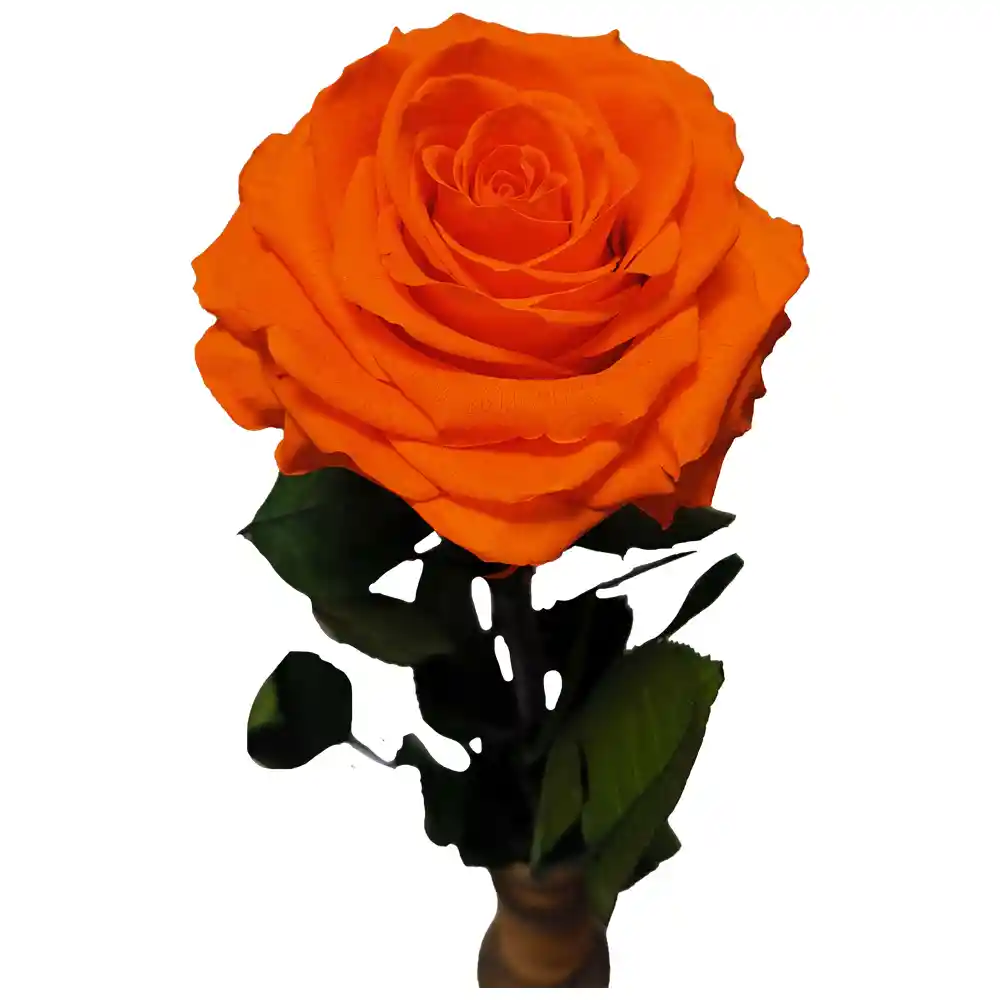Rosa Inmortalizada Salmón