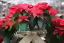 Poinsettia - Flor De Navidad