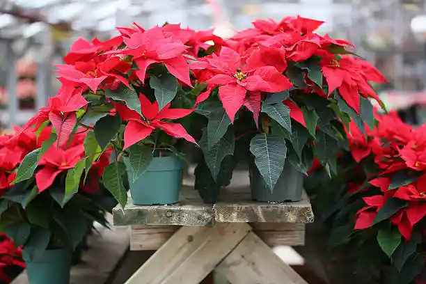 Poinsettia - Flor De Navidad