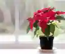 Poinsettia - Flor De Navidad