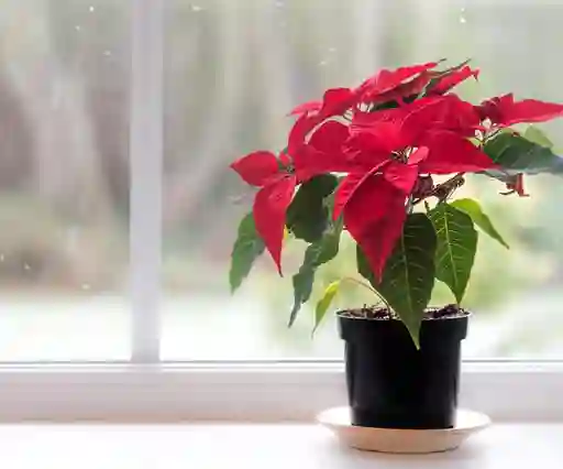 Poinsettia - Flor De Navidad