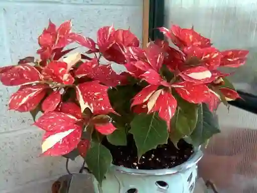 Poinsettia premium Jingle bell rock