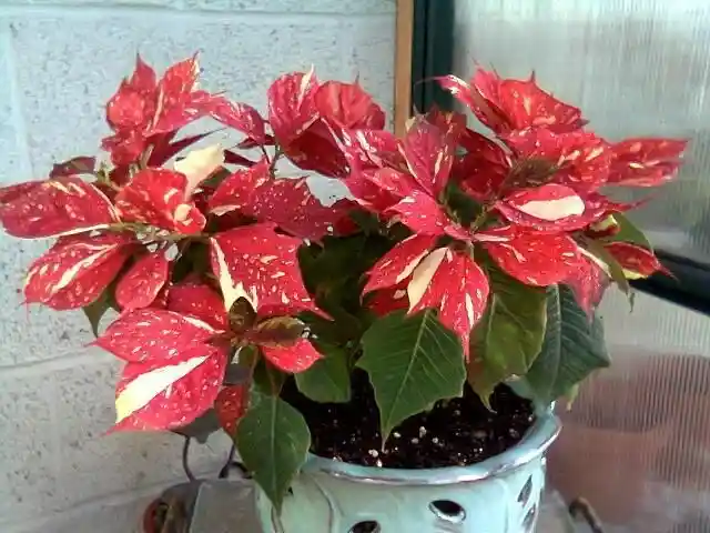 Poinsettia premium Jingle bell rock