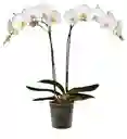 PLANTAS DE ORQUIDEAS 2 TALLOS SIN MATERA DECORATIVA FLORES  BLANCAS