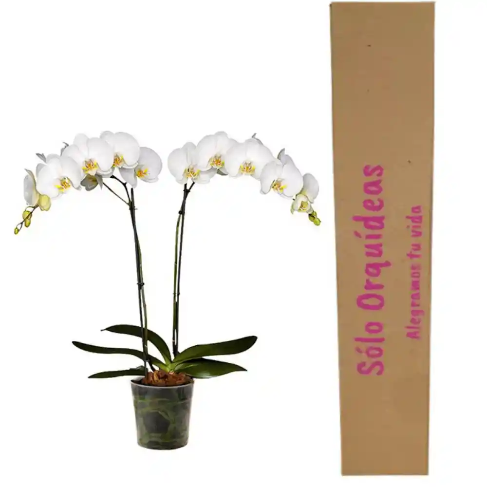 PLANTAS DE ORQUIDEAS 2 TALLOS SIN MATERA DECORATIVA FLORES  BLANCAS