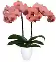 PLANTA DE ORQUIDEAS 2 TALLOS CON FLORES SALMON + MATERA DECORATIVA