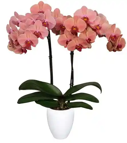 PLANTA DE ORQUIDEAS 2 TALLOS CON FLORES SALMON + MATERA DECORATIVA