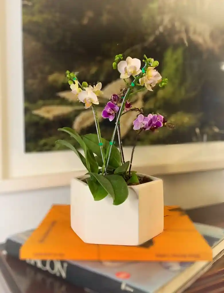 Orquidea Arreglo De S Mini