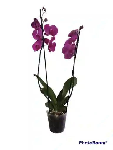 Orquideas Phalaenopsis Grande 2 Varas Oferta Amor Y Amistad