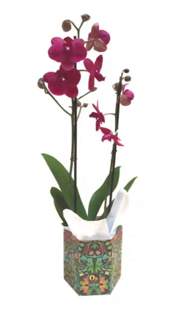 Orquídea Dos Varas Roja 