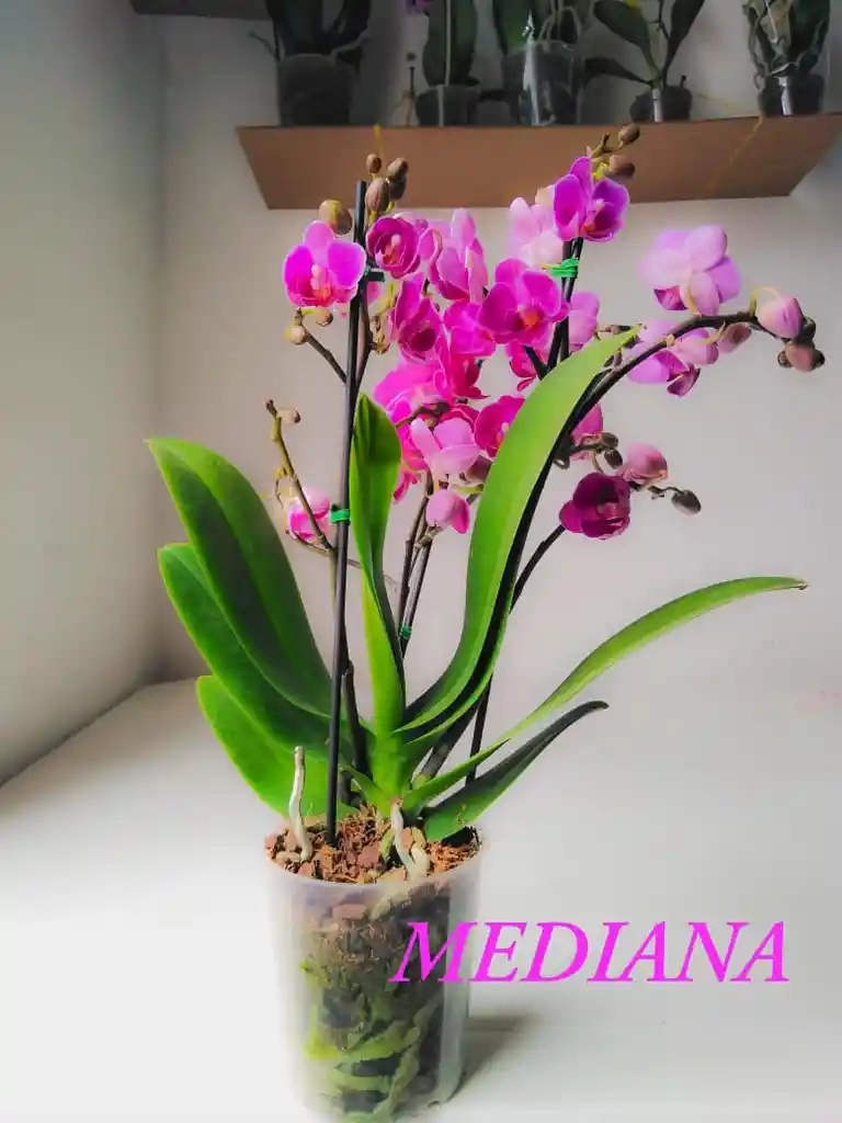 Orquideas Median 