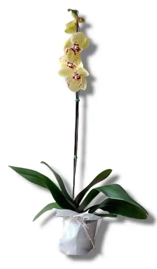 Orquidea Grande Elegant Colores Surtidos Oferta Amor Y Amistad Regalo