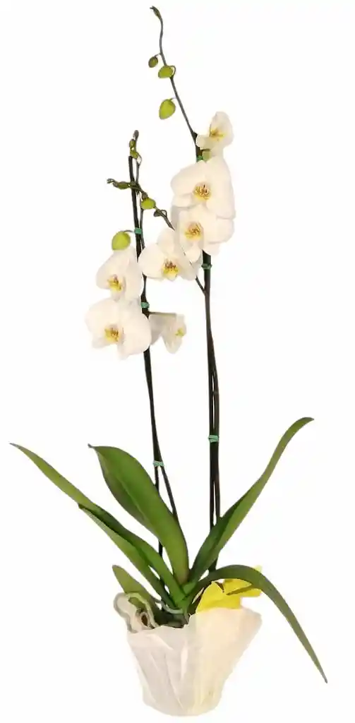 Orquidea Grande 2 Varas Oferta Amor Y Amistad