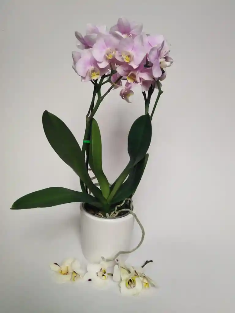 Orquidea Mediana En Matera Ceramica