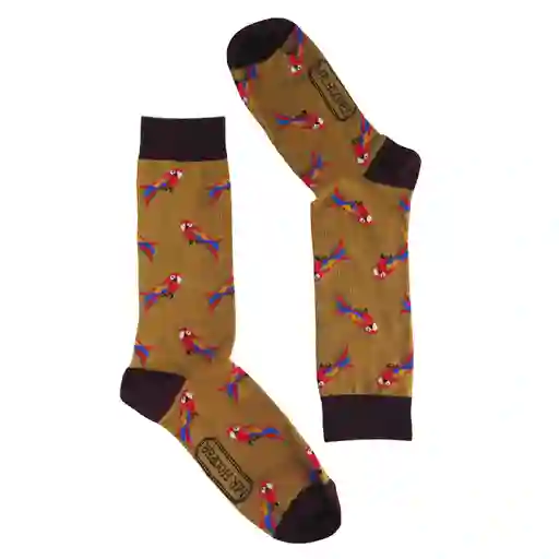 Medias guacamayas doradas 