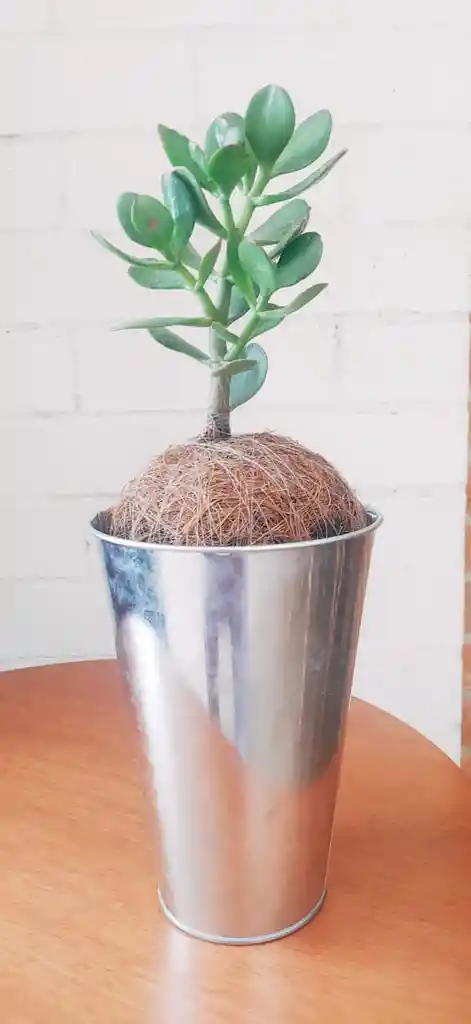 KOKEDAMA SUCULENTA