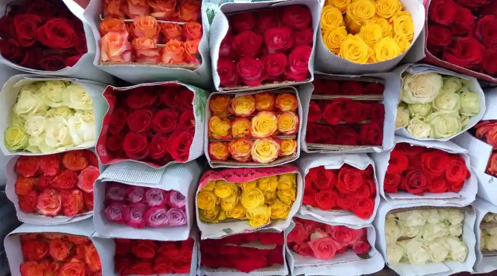 Rosa Roja X Unidad