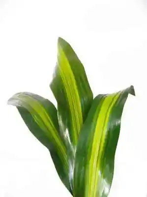 Hoja de Dracena X 24 Unidades