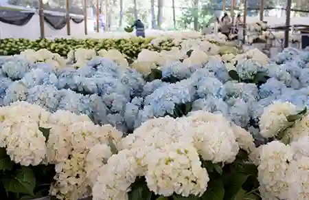 Hortensia Blanca o Azul X Unidad
