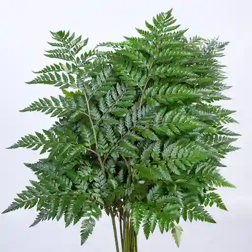 Helecho cuero X Paquete