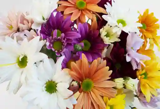 Margarita – Pompón – Paquete