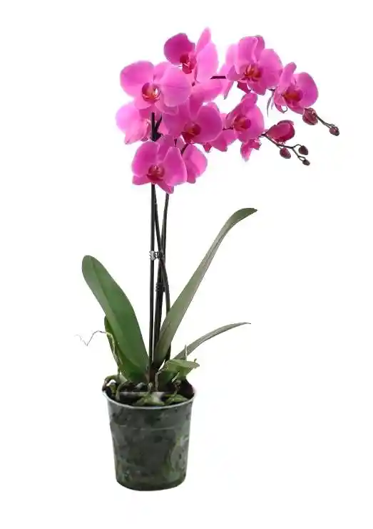 Orquidea 1 Tallo Fucsia Sin Matera Decorativa