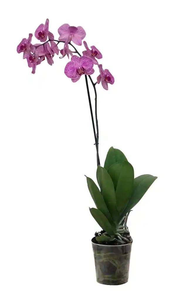 Orquidea 1 Tallo Fucsia Sin Matera Decorativa