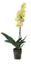 Orquidea 1 Tallo Flor Amarillo