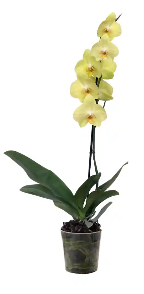 Orquidea 1 Tallo Flor Amarillo