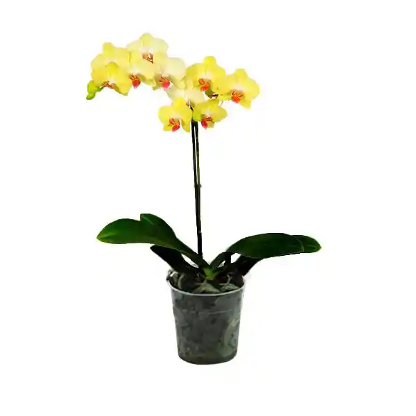 Orquidea 1 Tallo Flor Amarillo