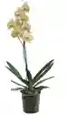 Orquidea 1 Tallo Flor Amarillo