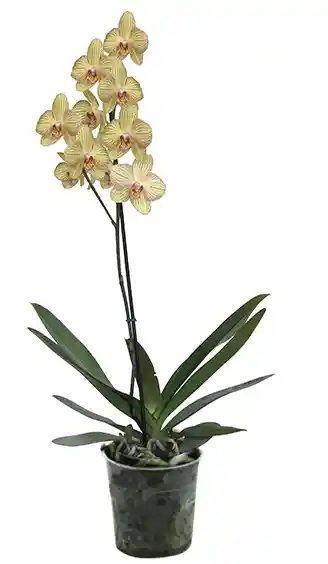 Orquidea 1 Tallo Flor Amarillo