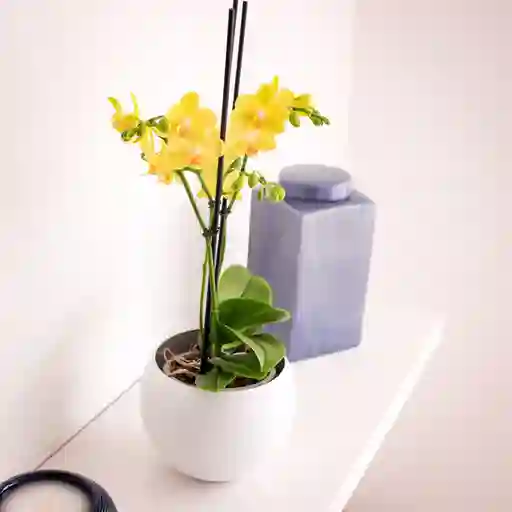 Orquideas Amarillas Con Base Ceramica