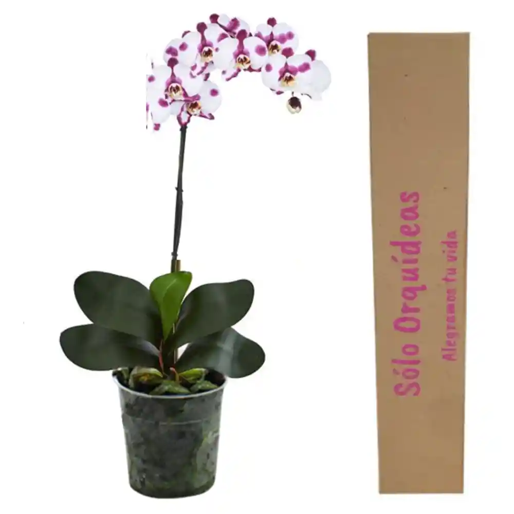 Orquidea 1 Tallo Print Sin Matera Decorativa