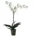 Orquidea Regalo X 3 S 1 Tallo Sin Matera Decorativa