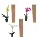 Orquidea Regalo X 3 S 1 Tallo Sin Matera Decorativa