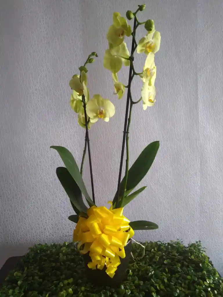 Orquídea Amarilla