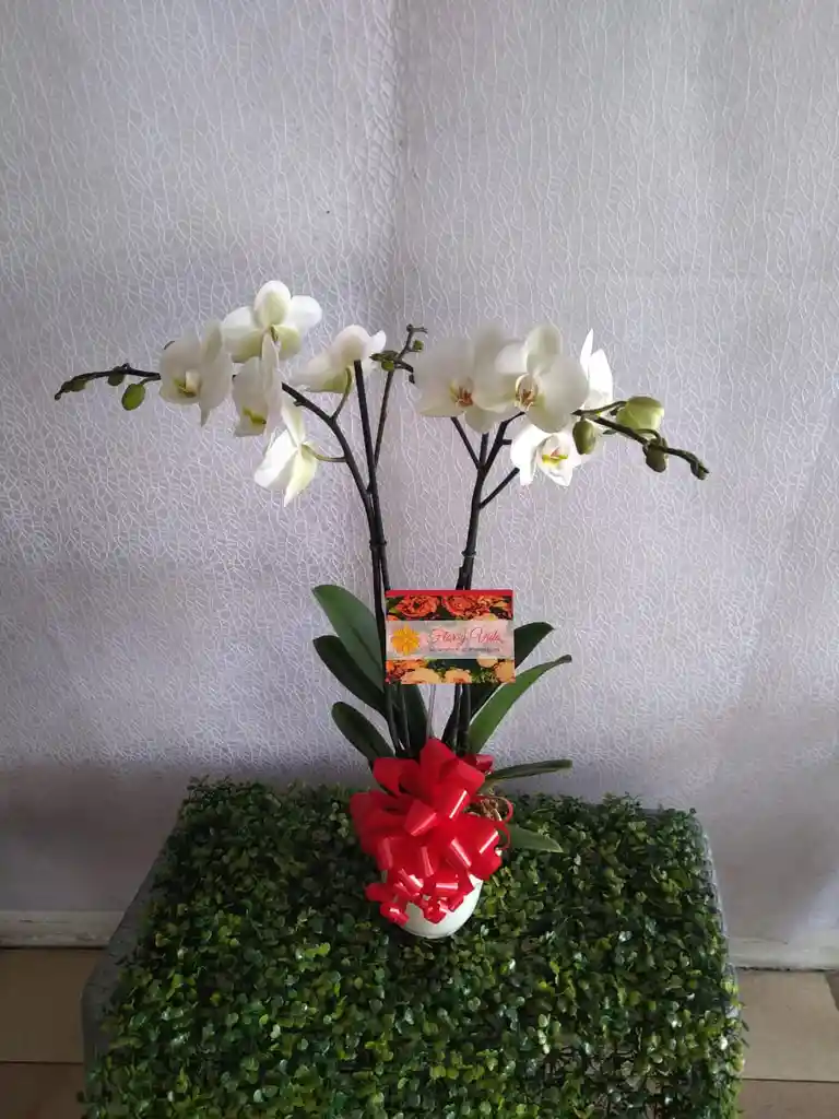 Orquídea Blanca