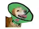 Collar Isabelino Talla S Verde