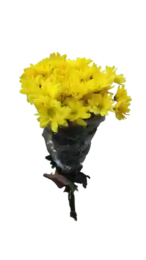 Flores Frescas - Margaritas Amarillas