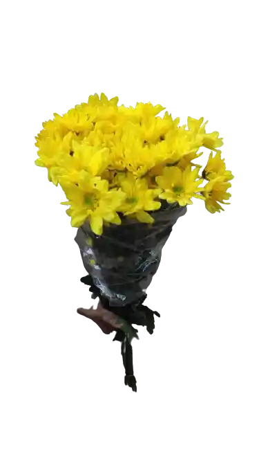Flores Frescas - Margaritas Amarillas