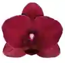 Orquídea 1 Vara Roja