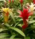 Bromelia Natural - Detalle Con Amor Para Regalo En Fecha Especial, Amor Y Amistad, Cumpleaños, Aniversarios, Condolencias, Graduación, Felicitación Y Agradecimiento.
