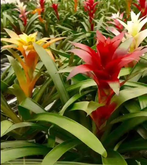 Bromelia Natural - Detalle Con Amor Para Regalo En Fecha Especial, Amor Y Amistad, Cumpleaños, Aniversarios, Condolencias, Graduación, Felicitación Y Agradecimiento.